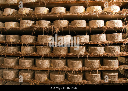 Busti il pecorino di fossa la produzione di formaggi conservati in una cantina su scaffalature di legno e coperti in paglia Foto Stock