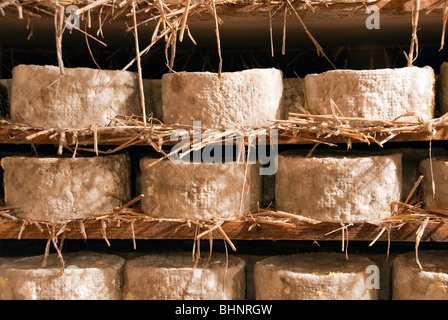 Busti il pecorino di fossa la produzione di formaggi conservati in una cantina su scaffalature di legno e coperti in paglia Foto Stock