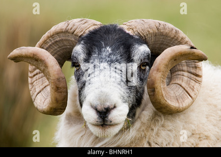 Scottish Black-di fronte pecore. Ovis aries. Ram. Islay, Scozia. Foto Stock