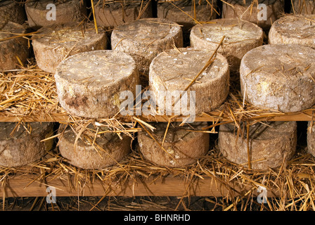 Busti il pecorino di fossa la produzione di formaggi conservati in una cantina su scaffalature di legno e coperti in paglia Foto Stock