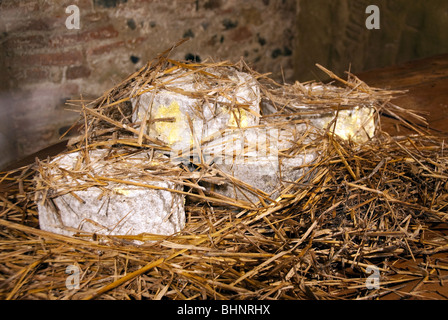 Busti il pecorino di fossa la produzione di formaggi conservati in una cantina su scaffalature di legno e coperti in paglia Foto Stock