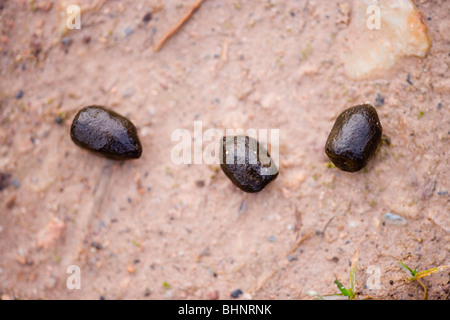 "Selvaggio" o capre selvatiche (Capra hircus). Pollina, la defecazione. Islay, Scozia. Foto Stock