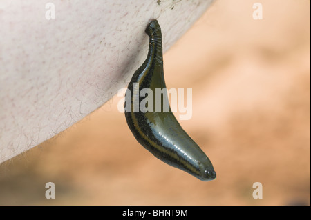 Sanguisuga medicinale Hirudo medicinalis Foto Stock