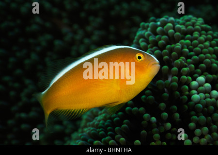 Amphiprion sandaracinos, Orientale anemonefish skunk, Tulamben, Bali, Indonesia, Indo-pacifico Ocean Foto Stock