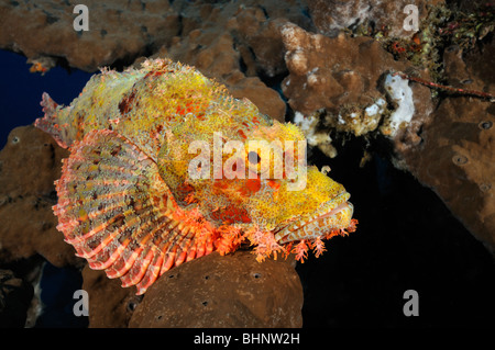 Scorpaenopsis oxycephala, Tassled scorfani, Smallscale scorfani, Tulamben, Bali, Indonesia, Indo-pacifico Ocean Foto Stock