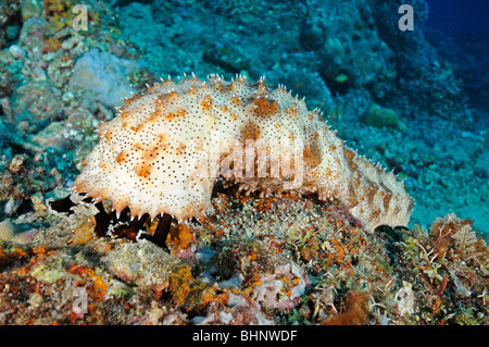 Bohadschia graeffei, Leopard Sea Cucumber, Graeff's Sea Cucumber, Tulamben, Bali, Indonesia, Indo-Pacific Ocean Foto Stock
