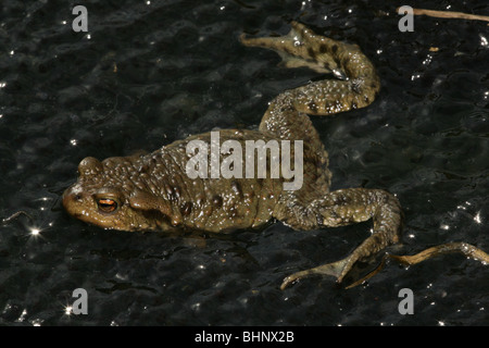 Comune europeo toad, Bufo bufo, e toad-uova in uno stagno a Evje in Rygge, Norvegia. Foto Stock