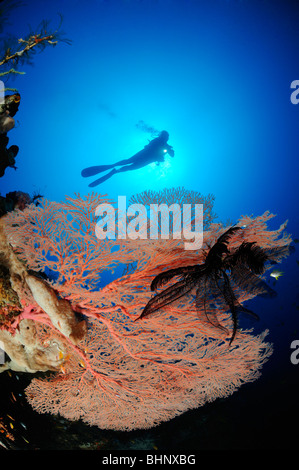 Annella mollis, Subergorgia hicksoni, scuba diver sulla colorata barriera corallina con ventilatore gigante di gorgonie, Batu Karang, Alam Eun, Bali Foto Stock