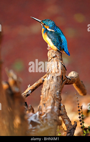 Comune di Kingfisher, Alcedo atthis, noto anche come Eurasian Kingfisher o fiume Kingfisher su un ramo morto Foto Stock