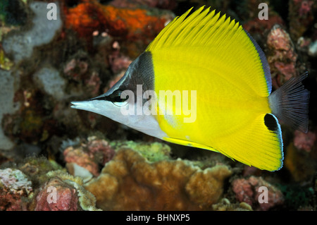 Forcipiger longirostris, Longnose butterflyfish, Alam Eun, housereef, Bali, Indonesia, Indo-pacifico Ocean Foto Stock