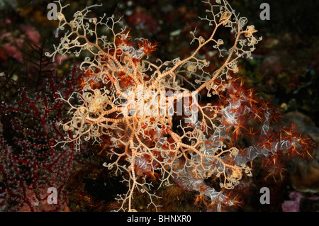 Astrocladus tonganus, Basket stella su soft coral, Alam Eun, housereef, Bali, Indonesia, Indo-pacifico Ocean Foto Stock