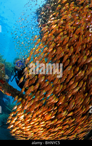 Parapriacanthus ransonneti, scuola di pigmea spazzatrice con scuba diver, Amed, Bali, Indonesia, Indo-pacifico Ocean Foto Stock