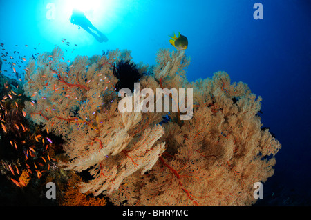 Annella mollis, Subergorgia hicksoni, scuba diver sulla colorata barriera corallina con ventilatore gigante di gorgonie, Amed, Bali Foto Stock