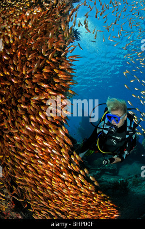 Parapriacanthus ransonneti e scuba diver, Amed, Giapponese naufragio, Bali, Indopacific Ocean Foto Stock