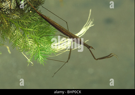 Acqua Stick insetto Ranatra linearis Foto Stock