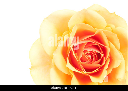 Close-up di un bel colore arancione rosa isolato Foto Stock