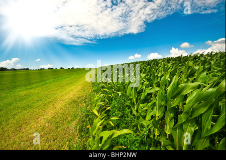 Terreni agricoli in estate con fresco verde erba, campo di mais e luminoso cielo blu Foto Stock