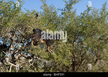 Caprini in piedi in un albero di Argan (Argania spinosa) di alimentazione sulle foglie e frutta. Marrakech-Tensift-El Haouz regione, Marocco. Foto Stock