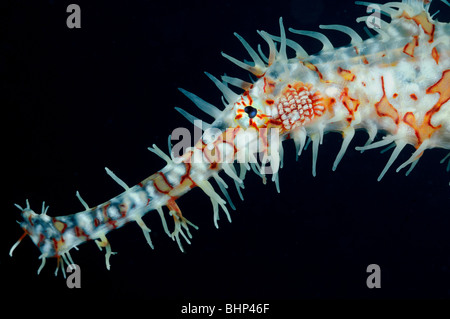 Solenostomus paradoxus, Arlecchino ghost pipefish ornate ghost pipefish, Pemuteran, houserref, Bali Foto Stock