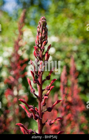 Del diavolo (tabacco Lobelia tupa) cresce in un bordo del giardino Foto Stock