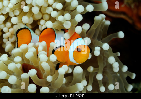Amphiprion ocellaris, western clown-anemonefish in anemone marittimo, Pemuteran, Bali, Indonesia, Indo-pacifico Ocean Foto Stock