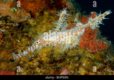 Solenostomus paradoxus, Arlecchino ghost pipefish ornate ghost pipefish, Pemuteran, houserref, Bali Foto Stock
