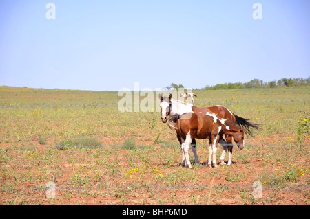 Ranch in Texas di alta pianura Foto Stock