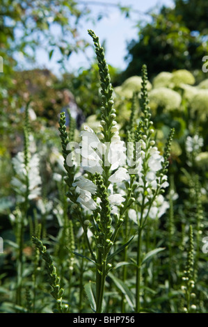 Impianto obbediente/Falso Dragonhead (Physostegia virginiana) cresce in un giardino soleggiato confine Foto Stock