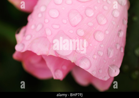Rosa con gocce d'acqua Foto Stock