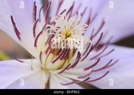 Clematis Foto Stock