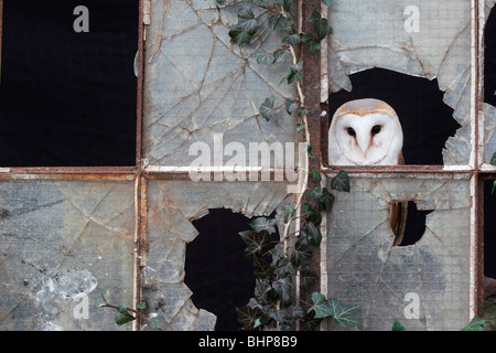 Il barbagianni, Tyto alba, singolo uccello in ferro vecchio e la finestra di vetro, captive bird nel Gloucestershire, inverno 2010 Foto Stock