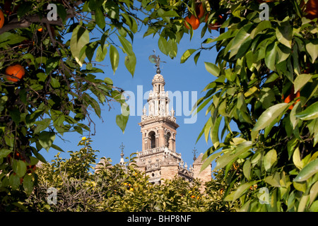 La torre Giralda visto attraverso gli alberi di arance con arance. In Siviglia (Sevilla) la capitale dell'Andalusia (Andalucia), Spagna. Foto Stock