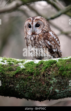 Allocco Strix aluco, singolo uccello sul ramo, captive bird nel Gloucestershire, inverno 2010 Foto Stock