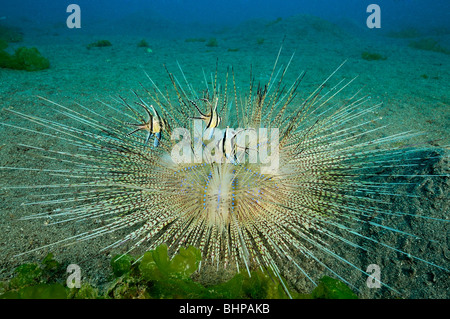 Astropyga radiata, bianca lunga spined ricci di mare con Banggai cardinalfish, Secret Bay, Gilimanuk, Bali Foto Stock