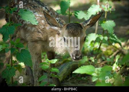 Un'ora old Red Deer Fawn in Dorset England Regno Unito Foto Stock