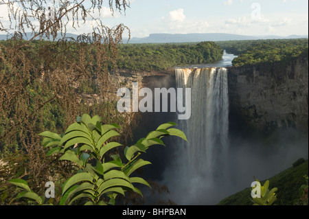 Kaieteur cadono sul fiume Potaro Kaieteur Parco Nazionale scudo della Guiana Guyana Sud America Ottobre Nord Pakaraima Foto Stock