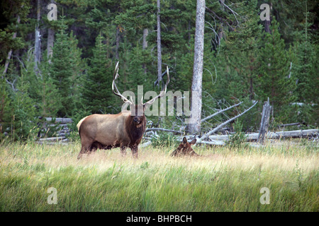 Bull Elk veglia sul suo harem branco di femmine lungo il fiume e la foresta nel parco nazionale di Yellowstone, Wyoming. Guardando in avanti. Foto Stock