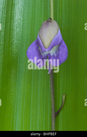 Grandi bladderwort (Utricularia humboldtii) fiore serbatoio gigante Bromeliad (Brocchinia micrantha) sfondo foglia Kaieteur NP Guyana Foto Stock