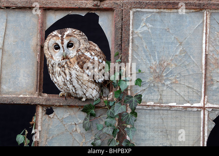 Allocco Strix aluco, singolo uccello in ferro vecchio e la finestra di vetro, captive bird nel Gloucestershire, inverno 2010 Foto Stock