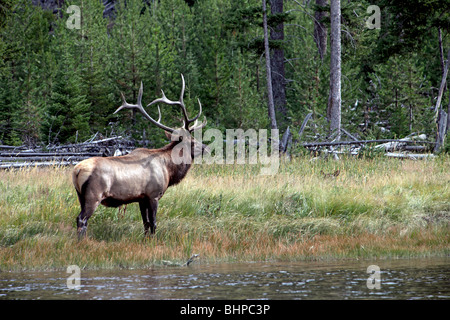 Bull Elk veglia sul suo harem branco di femmine lungo il fiume e la foresta nel parco nazionale di Yellowstone, Wyoming. Foto Stock