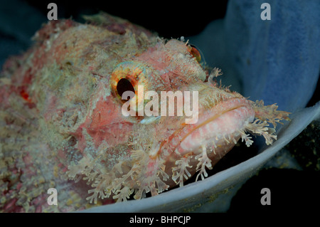 Scorpaenopsis oxycephala, Tassled scorfani, Smallscale scorfani, Bali, Indonesia, Indo-pacifico Ocean Foto Stock