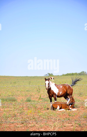 Ranch in Texas di alta pianura Foto Stock