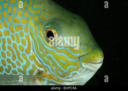 Siganus guttatus, oro-sella rabbitfish, ritratto, Bali, Indonesia, Indo-pacifico Ocean Foto Stock