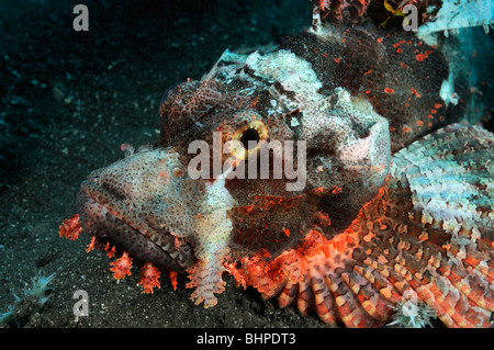 Scorpaenopsis oxycephala, Tassled scorfani, Smallscale scorfani, Bali, Indonesia, Indo-pacifico Ocean Foto Stock