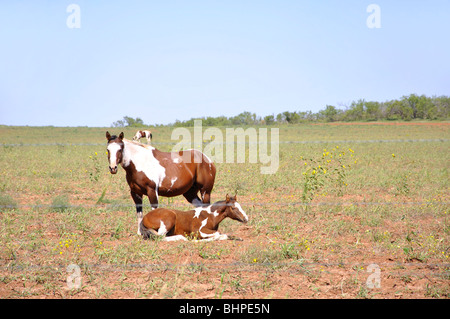 Horse ranch in Texas di alta pianura Foto Stock