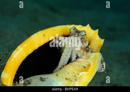 Octopus marginatus, capretti polpo venato di cocco, polpo seduta nella conchiglia di mare, Purijati, Desa Umeanyar, Bali Foto Stock