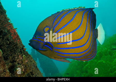 Pomacanthus annularis, Bluering angelfish, Secret Bay, Gilimanuk, Bali, Indonesia, Indo-pacifico Ocean Foto Stock