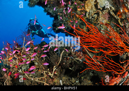 Pseudanthias tuka, Ellisella ceratophyta, scuba diver con colorate barriere coralline e viola della regina e di coralli molli, Bali Foto Stock