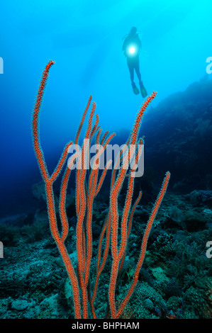 Scuba Diver e rossi coralli a frusta, Bali Barat Nationalpark Isola Menjangan, Bali Foto Stock