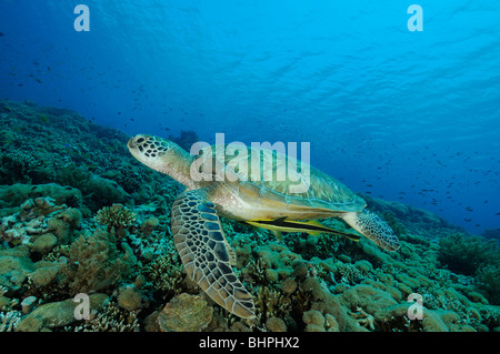 Chelonia Mydas, Echeneis naucrates, tartaruga verde con Live sharksucker, pendio di sabbia, Nationalpark Isola Menjangan, Bali Foto Stock